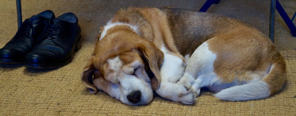 Sleeping Dog - Rest for your Shoes