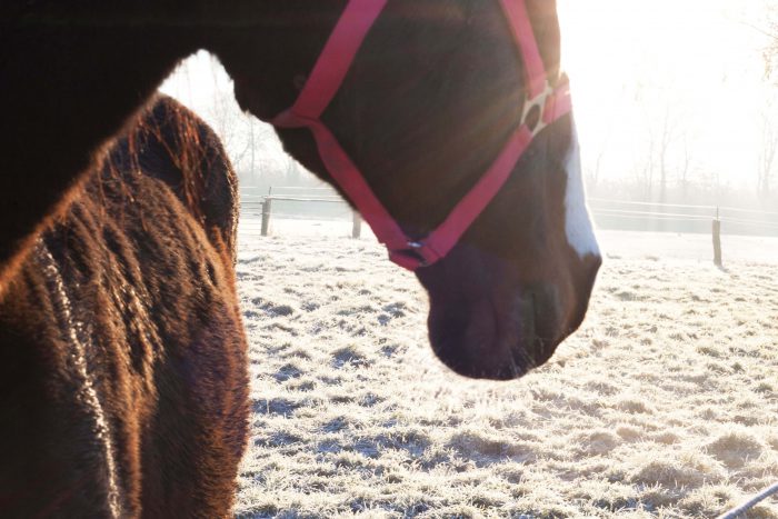 Hobo Schuh Shooting Pferd im Winter Pferdewiese