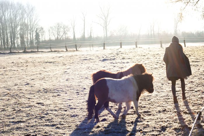 Hobo Schuh Shooting Pferde im Frost auf Wiese 